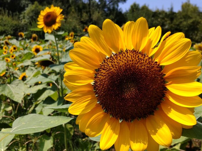 向日葵の花言葉には【愛慕】という意味合いがあるので…