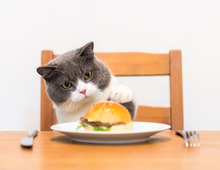 意外と知られていない猫の嗅覚。人間の何倍?犬と比べると?