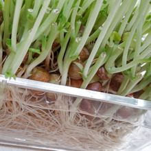 【物価高騰】昔は高級食材だった♡再び収穫できる節約食材とは?!気になる栄養は?お勧めの育て方♪