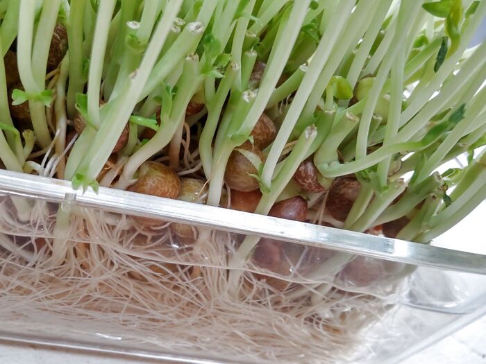 【物価高騰】昔は高級食材だった♡再び収穫できる節約食材とは?!気になる栄養は?お勧めの育て方♪