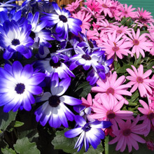 真冬の街に元気に咲く縁起の良い花♡0℃でも平気・花もち良く元気過ぎるお花です♪