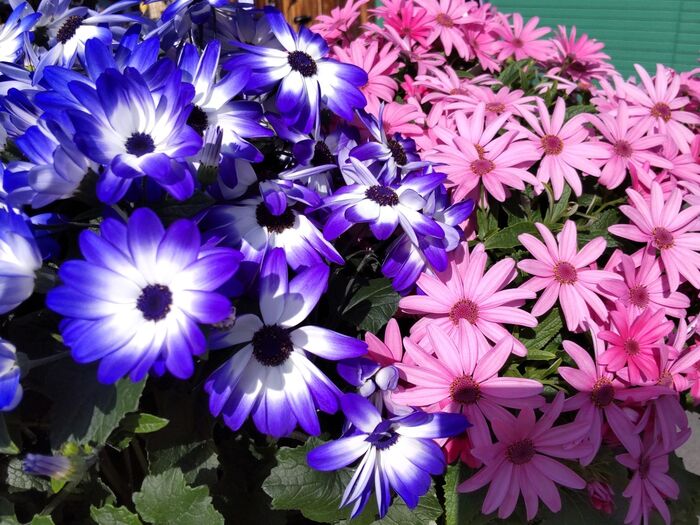 真冬の街に元気に咲く縁起の良い花♡0℃でも平気・花もち良く元気過ぎるお花です♪