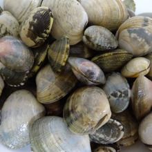 地産地消でCO2排出ゼロ 須磨産あさりで「あさりご飯」