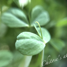 冬の寒冷地でも大丈夫だった!お助け食材