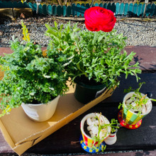 春のお花が勢揃い!