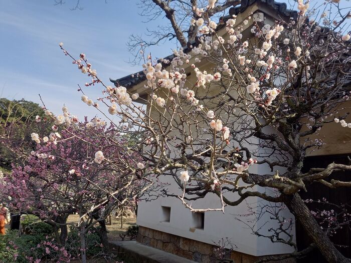 梅園の入り口から梅の花