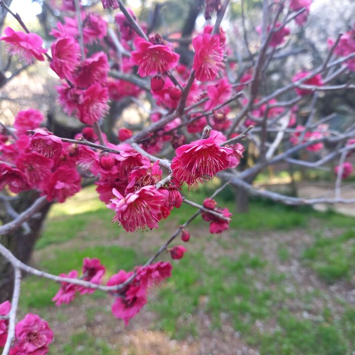 梅満開！道明寺天満宮でお花見