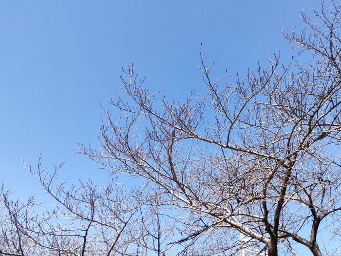 桜が咲こうと頑張っているこの季節は、スギ花粉のピークを迎えています!