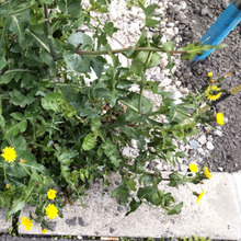 【民法改正】身近な問題♡2023年4月から隣の家などの邪魔な木の枝や雑草を切除できる?!