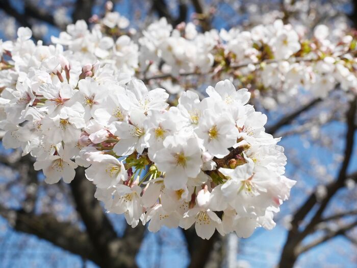 良いお花見になりました♪