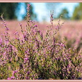 「エリカ Erica(ヒース)」小さな花がたくさん咲く花