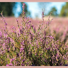 「エリカ Erica(ヒース)」小さな花がたくさん咲く花
