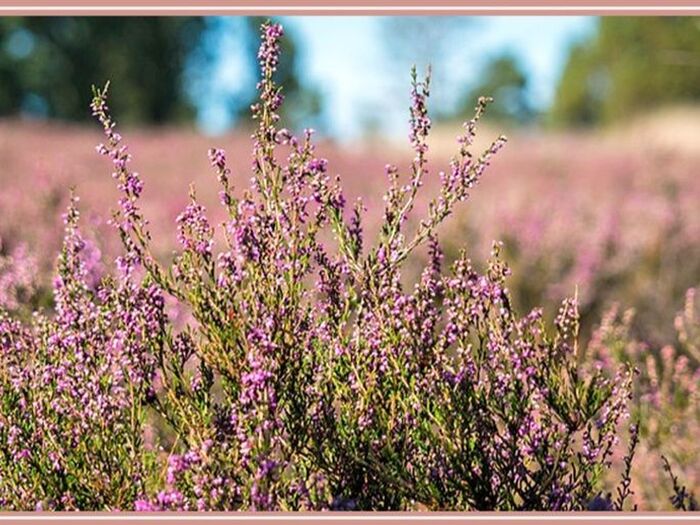 「エリカ Erica（ヒース）」小さな花がたくさん咲く花