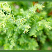 「コニファー/Conifer」庭の景観を美しく保つ人気の常緑樹