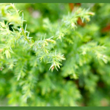 「コニファー/Conifer」庭の景観を美しく保つ人気の常緑樹