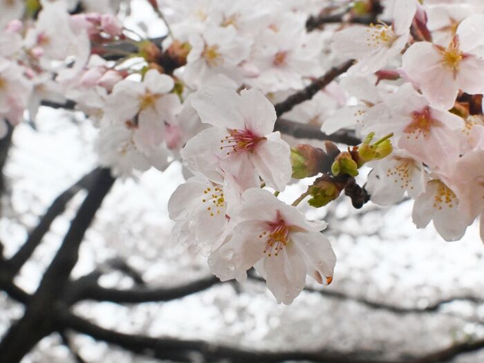 満開の桜の下で…♪