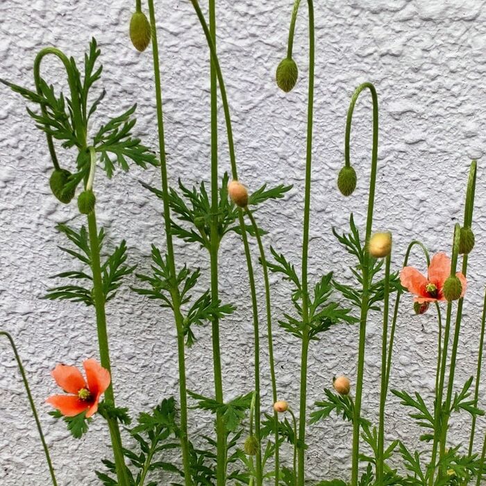 「ナガミヒナゲシ」はオレンジ色で可愛い花を咲かせる
