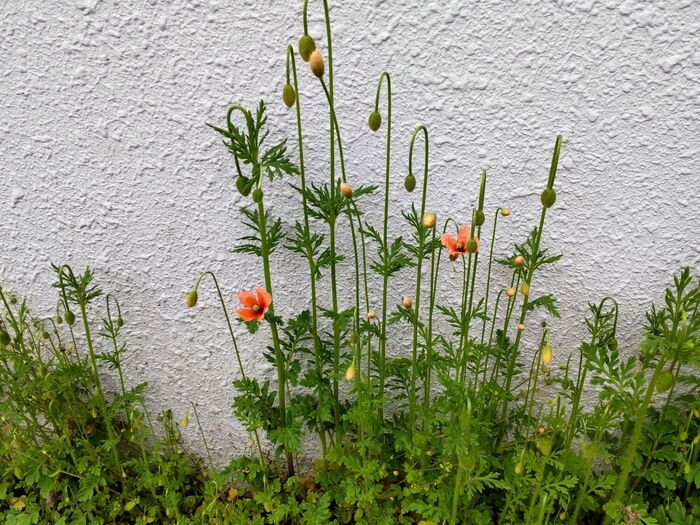 【危険な雑草】可愛いからこそ悲報を呼ぶ!実は、天使でなくデビルなんです~!