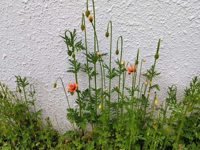 【危険な雑草】可愛いからこそ悲報を呼ぶ！実は、天使でなくデビルなんです～！