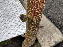 【身近にある危険な雑草】ゾンビのようで怖い!小さいうちに芽をつんでおかないと悲報につながるよ!