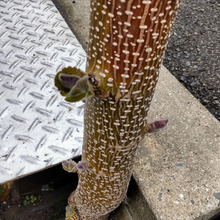 【身近にある危険な雑草】ゾンビのようで怖い!小さいうちに芽をつんでおかないと悲報につながるよ!