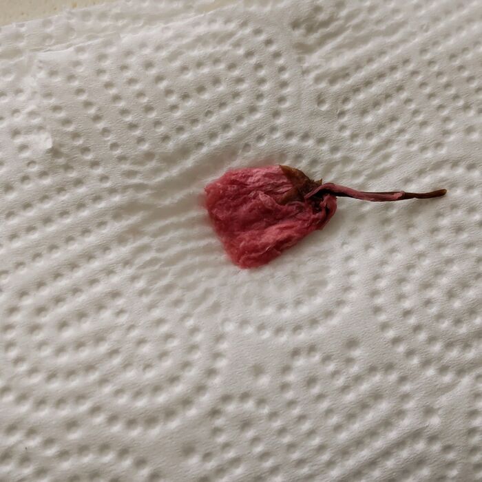 桜の塩漬けを、たけのこごはんとぼた餅にも載せ、お花見弁当らしく仕上げます