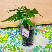癒されますね♪ミニサイズの観葉植物