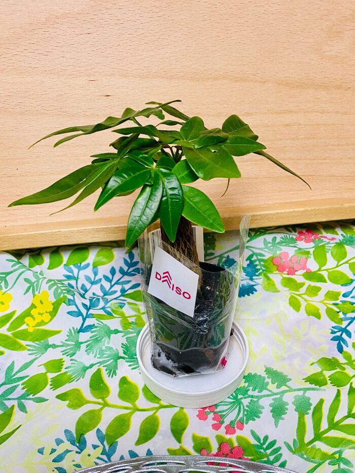 癒されますね♪ミニサイズの観葉植物