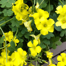 【厄介な雑草】可愛い花が咲くクローバーのような葉を持つ「カタバミ」の性質がヤバい!家紋にもなってるよ