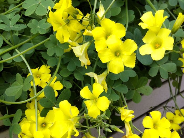 【厄介な雑草】可愛い花が咲くクローバーのような葉を持つ「カタバミ」の性質がヤバい!家紋にもなってるよ