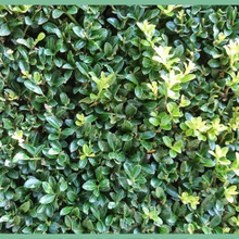 和洋を問わず庭木として人気の「イヌツゲ/犬黄楊/Japanese Holly」