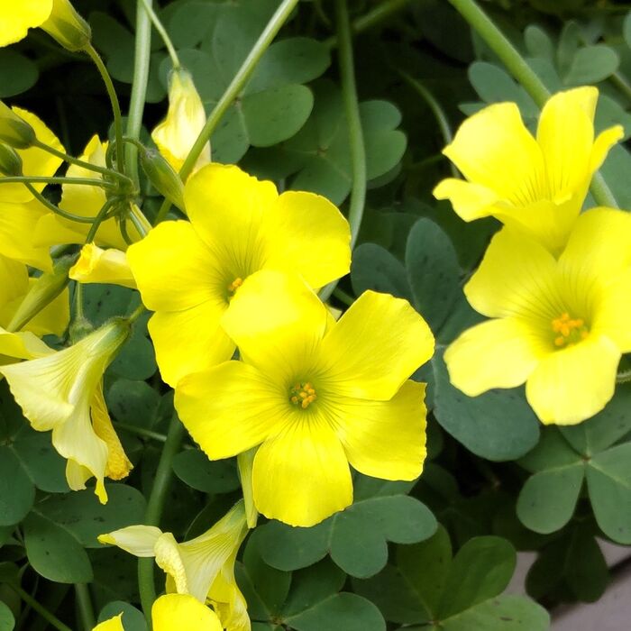 色鮮やかな黄色の花は、とってもキュートで魅力的！