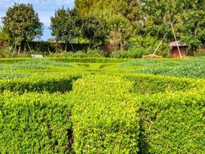 イヌツゲの植栽
