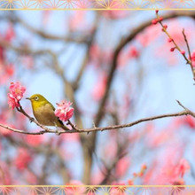 花・香・実を楽しめる「梅/Japanese apricot」