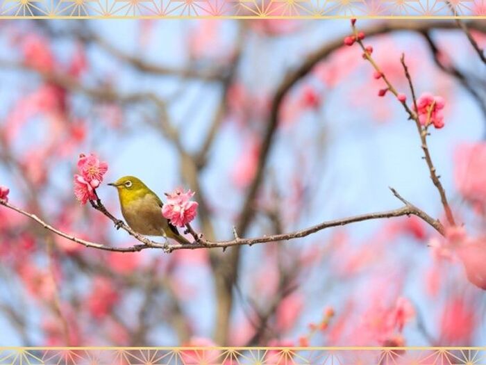花・香・実を楽しめる「梅/Japanese apricot」