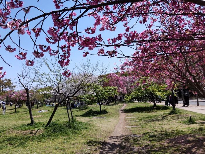 長居公園でお花見をして、のどが乾いたら・・・