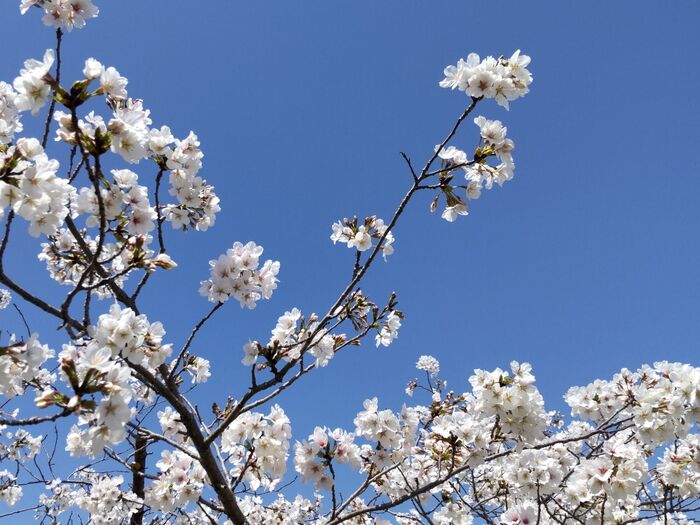 桜の季節に【桜珈琲】!ワクワクするチョイスでしょ♪