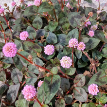 【道端のゾンビな雑草】子供が食べちゃいそう!ピンク色の金平糖みたい!ひときわ目を引くお花は毒がある?