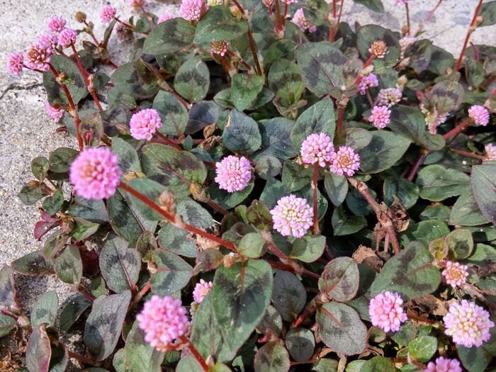 【道端のゾンビな雑草】子供が食べちゃいそう!ピンク色の金平糖みたい!ひときわ目を引くお花は毒がある?