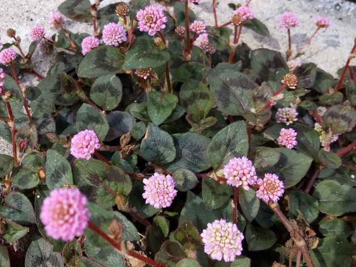 それにしても可愛い。丸い形は幼い子供が愛着を持ちます