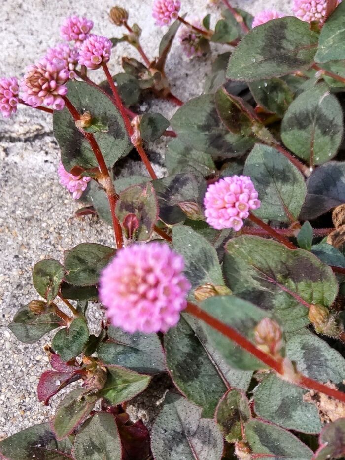 金平糖のようで本当、可愛い~♪