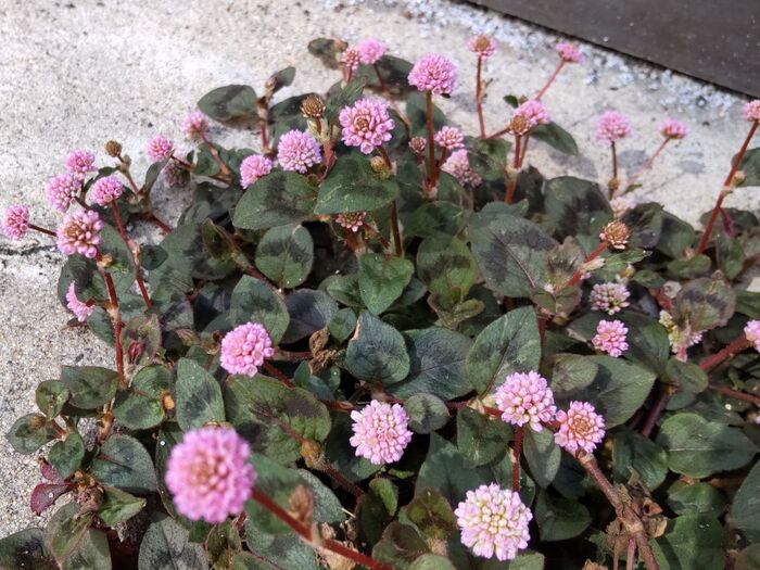 雑草?道端でこちらの、お花をよく見かけるんですっ