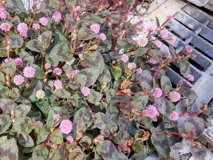 雑草かは、判断次第のようです!