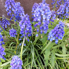 【空き家の不思議な青い花】偶然とはいえ、なんだか調べて怖くなったことをつぶやきますね