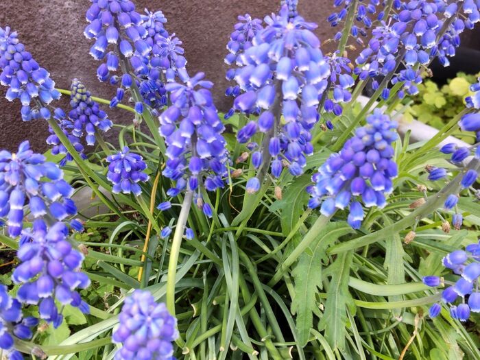 【空き家の不思議な青い花】偶然とはいえ、なんだか調べて怖くなったことをつぶやきますね