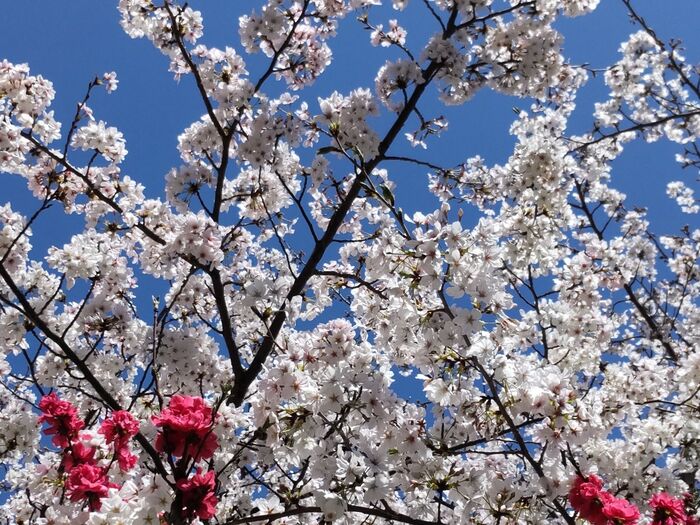 桜が咲く季節に咲く春を告げるムスカリは、史上最古の埋葬花