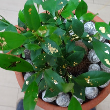 Nouveau richeに300円でなれる!!