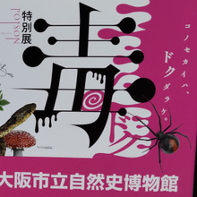 【コブラよりも強い毒を持つ赤い毒虫】知って損しない、身近にいるかも!どこに潜んでいるの?