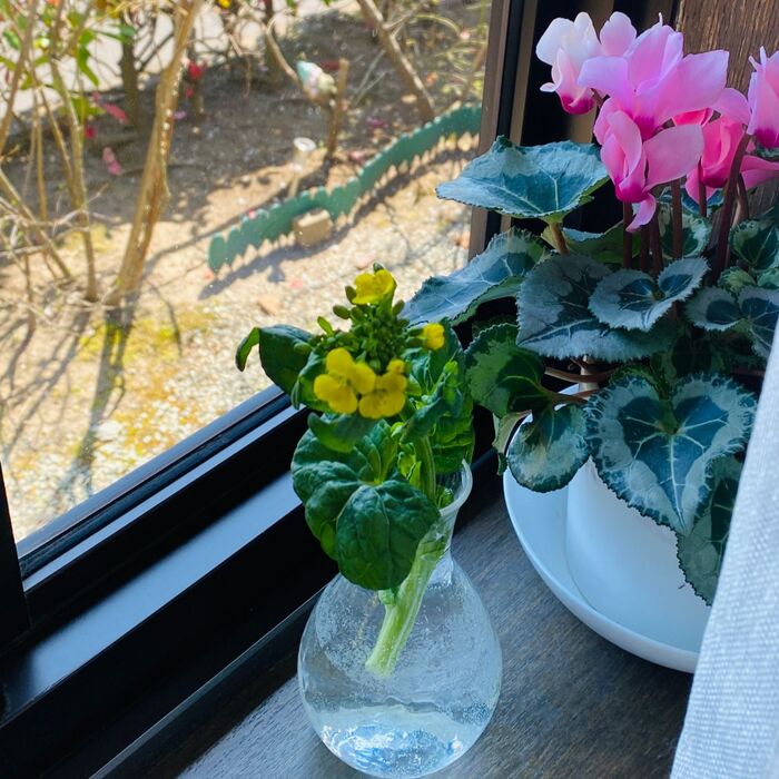 菜花を食べる前に鑑賞会♪