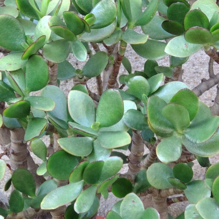 【空き家の凄く気になる植物】別名「花月」「成金草」の花が咲き誇るのは、普通の事?皆咲くの?